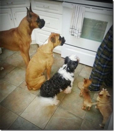 Dogs in front of oven