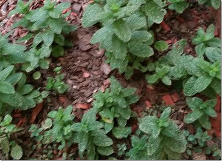 Mint Leaves