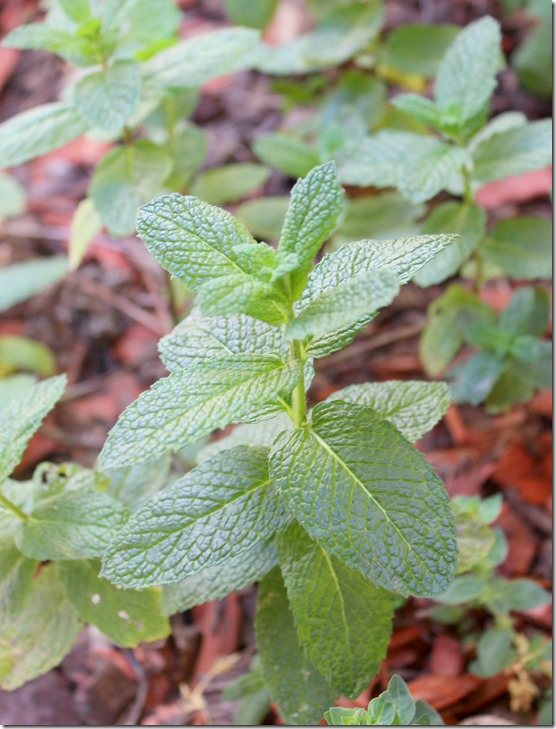 Fresh Mint Leaves