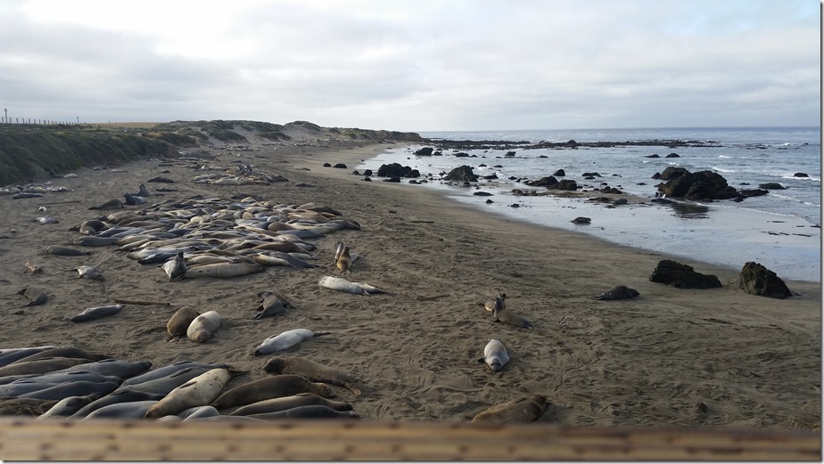 Elephant Seals in San Simeon