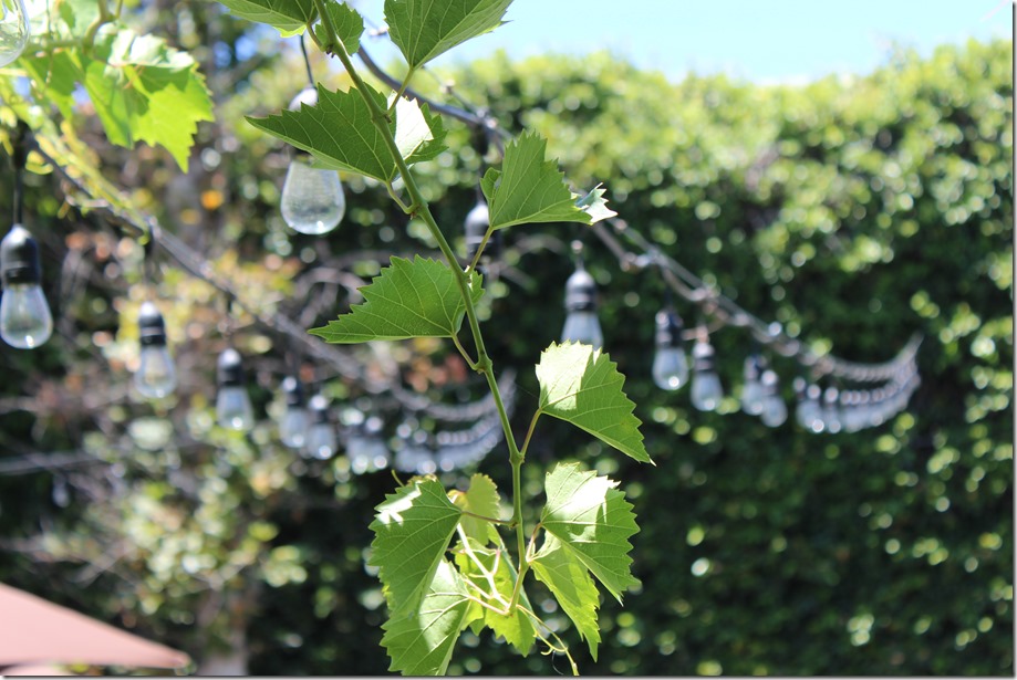 Outdoor String Lights