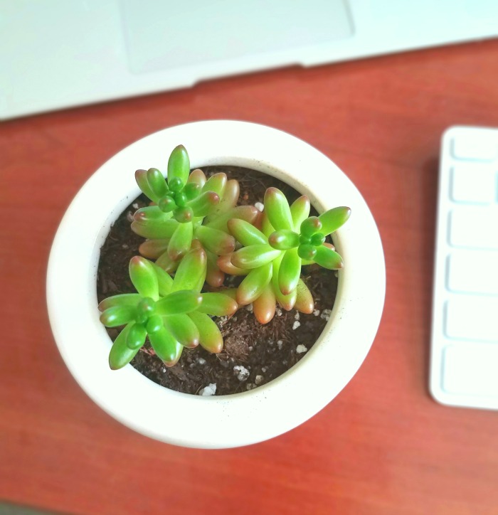 Baby Succulents
